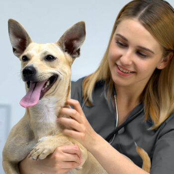 Keep Your Pet Healthy and Happy with an Annual Physical Exam