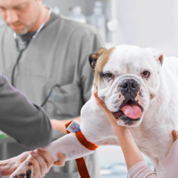 The Benefits of Annual Heartworm Testing