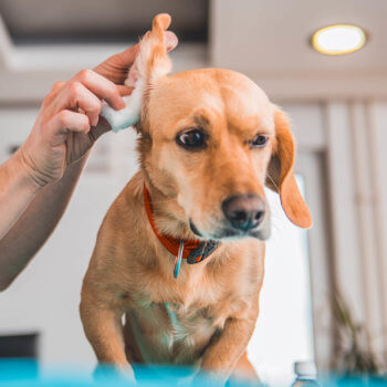 Keep Your Pet’s Ears Clean and Healthy