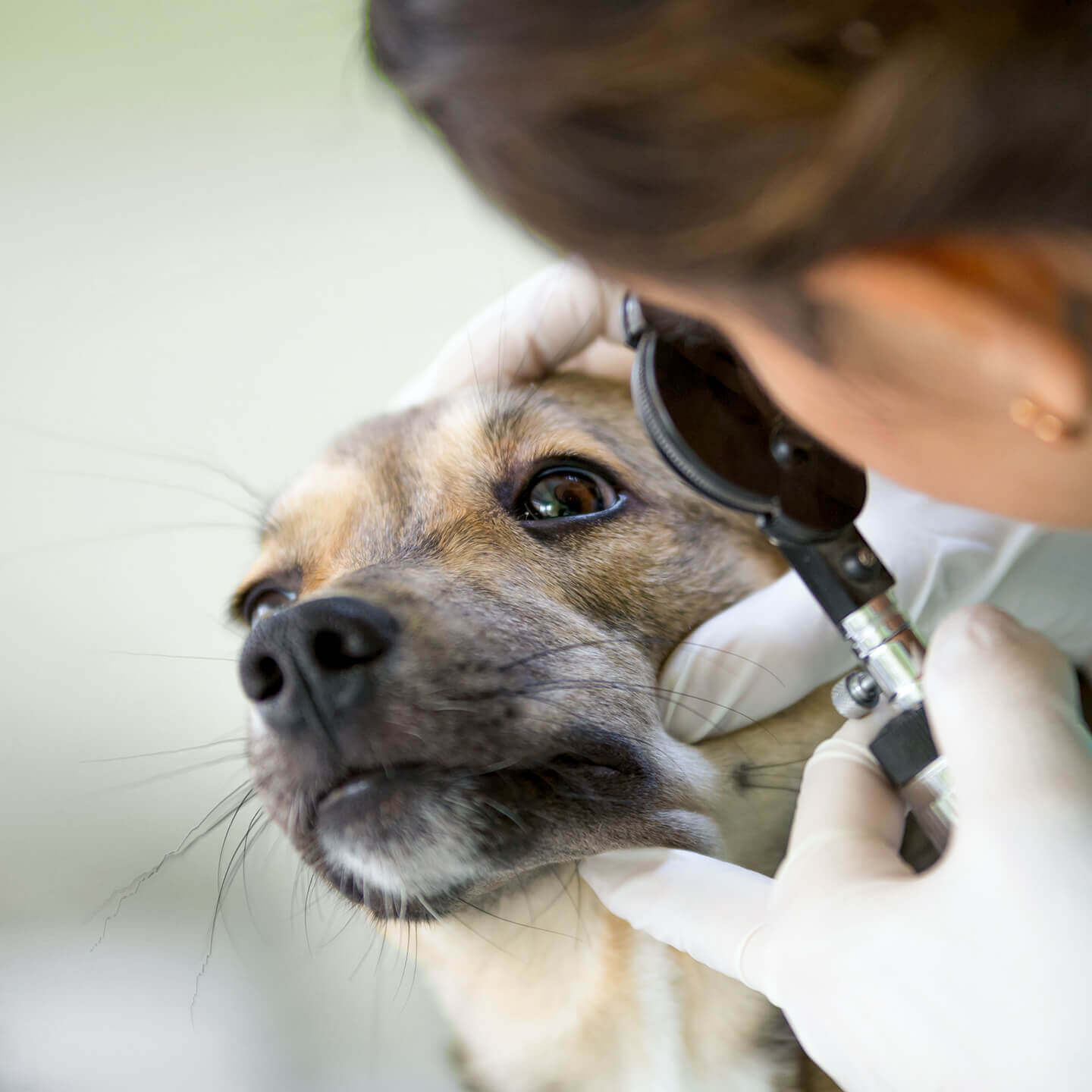 Pet deals eye doctor