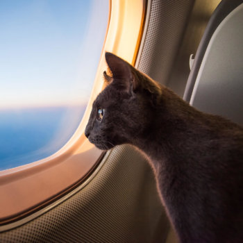 Traveling with Your Pet?