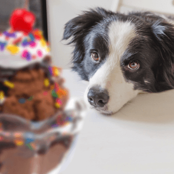 Danger Ahead! Avoid These Toxic Foods for Pets