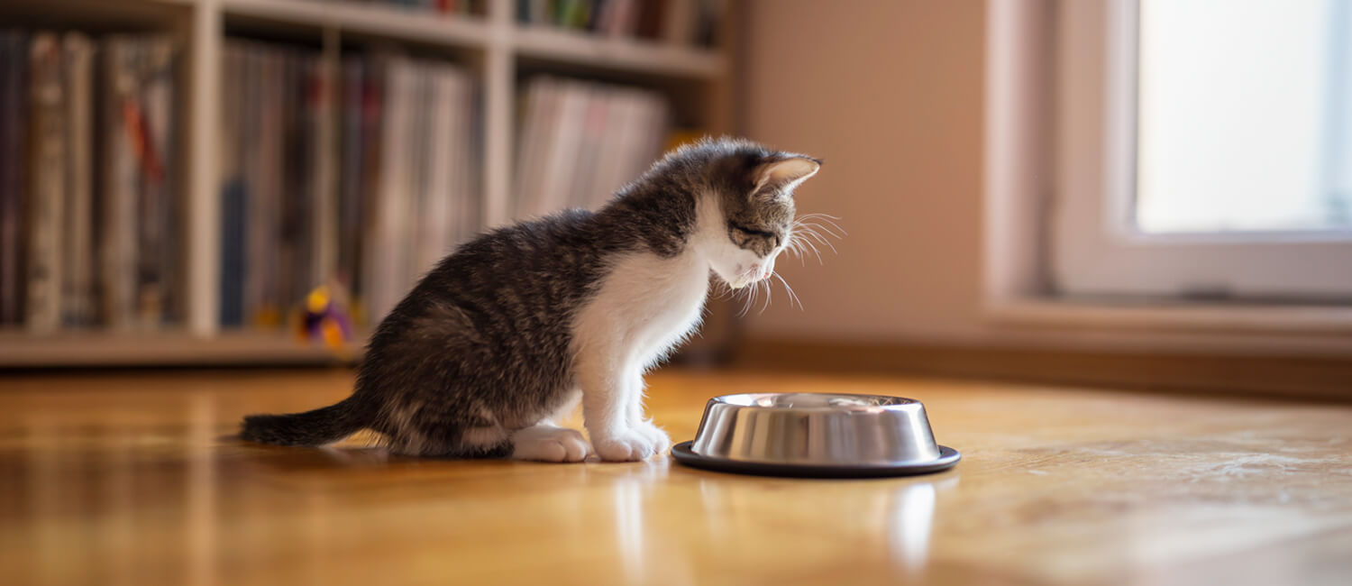 A small kitten looking into a food bowl