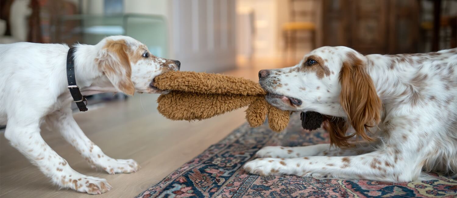A puppy and an older dog both tug on opposite ends of a dog toy